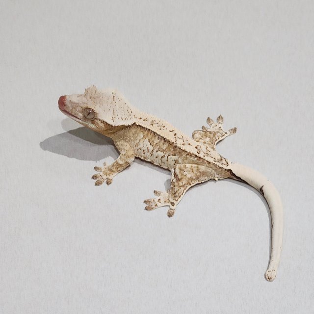 드리피 크림 화이트스팟