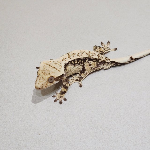 White Crown Drippy White Spot Quad