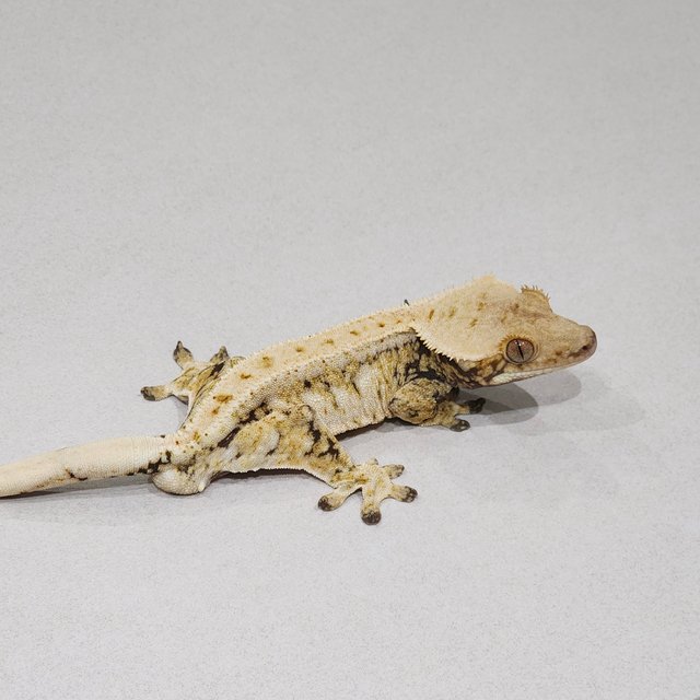 Drippy White Spot Zengex Tri