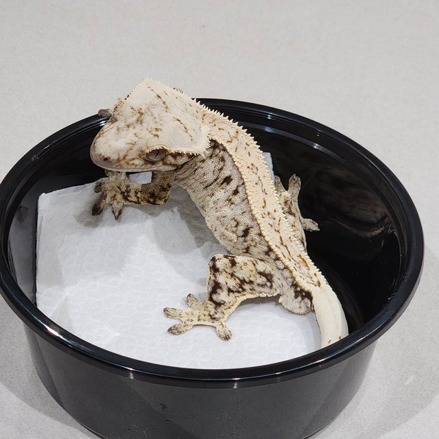 Full Pinstripe Drippy White Spot