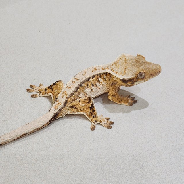 Drippy White Crown Tri Extreme Harlequin White Spot