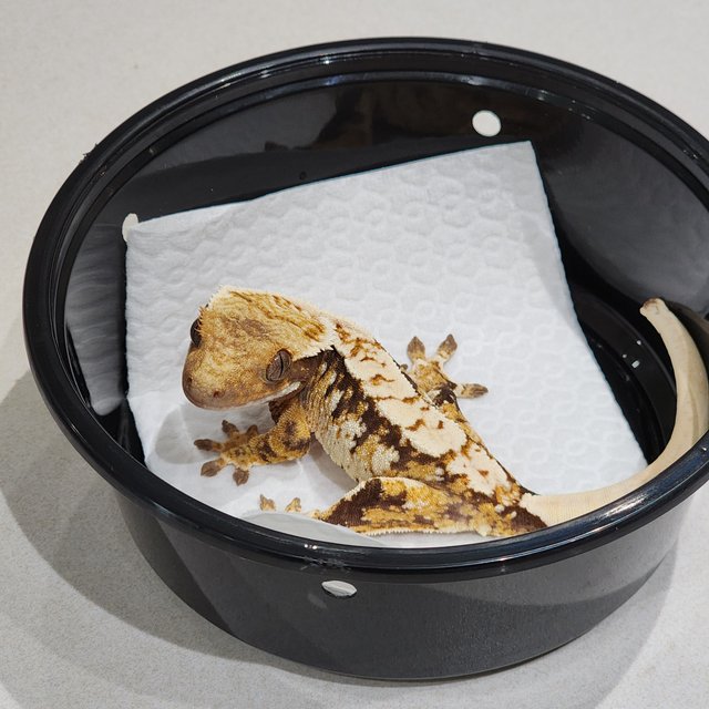 Extreme Harlequin Tri White Spot White Crown