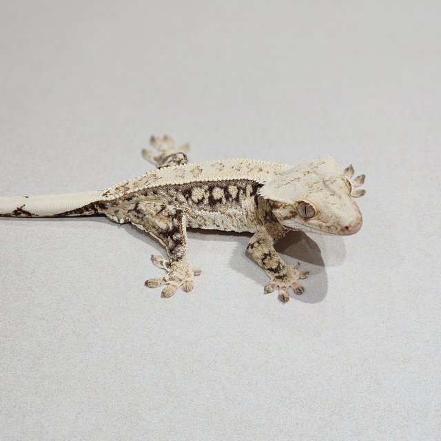 Quad White Spot Drippy
