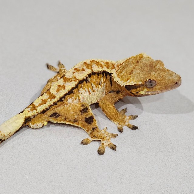 Tri Extreme Harlequin White Spot White Pin