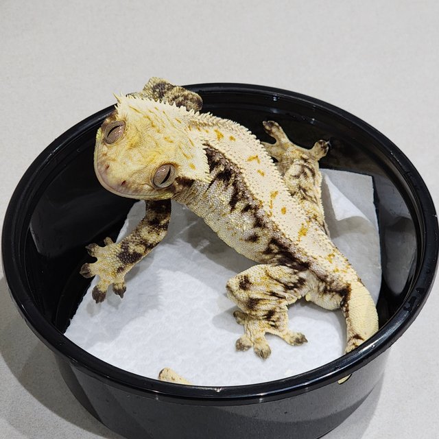 드리피 화이트스팟 화이트크라운