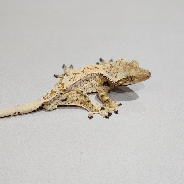 드리피 쿼드 화이트스팟 젠젝스