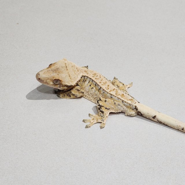 화이트핀 트라이 익스트림할리퀸 화이트스팟 드리피