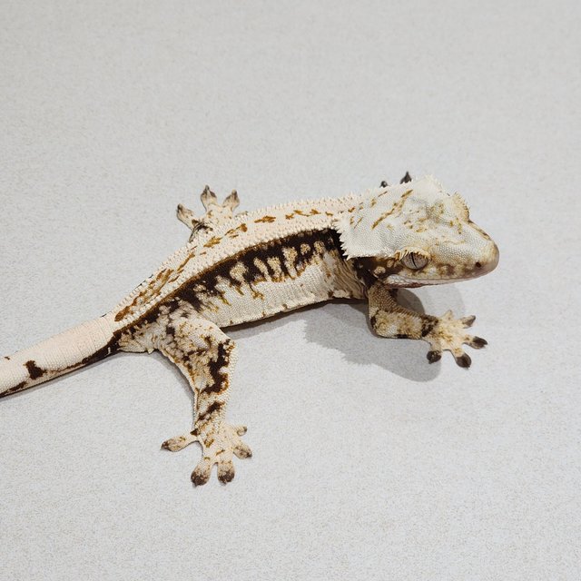 Full Pinstripe Drippy Quad White Spot