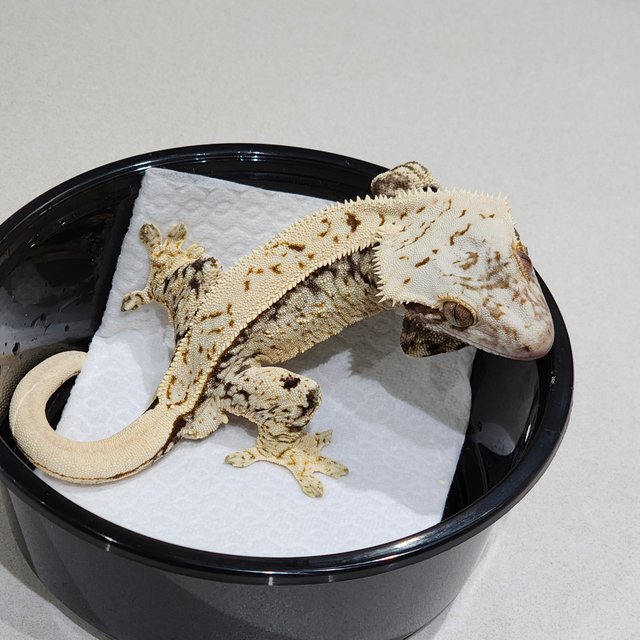 Extreme Harlequin Brindle White Spot