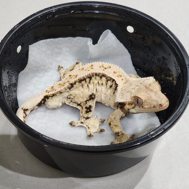 드리피 화이트스팟 풀핀