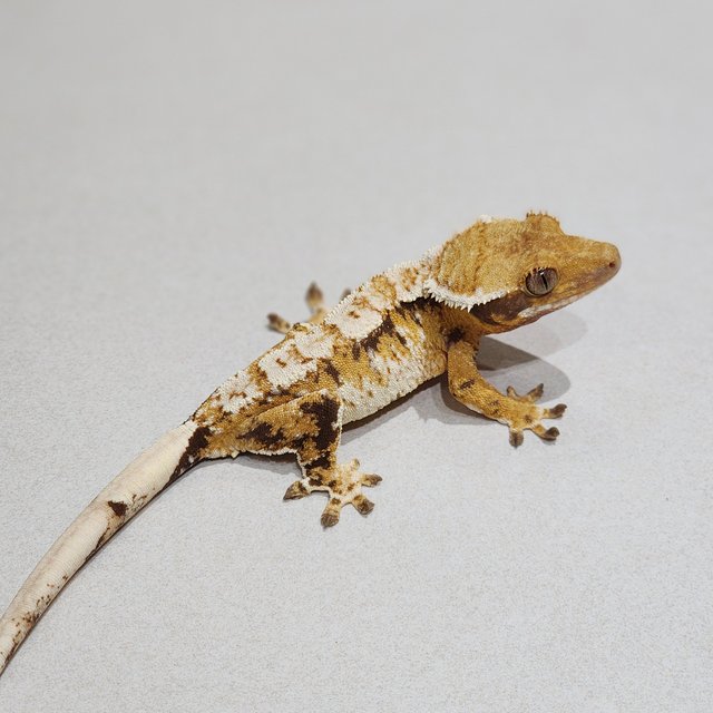 Tri White Crown Extreme Harlequin
