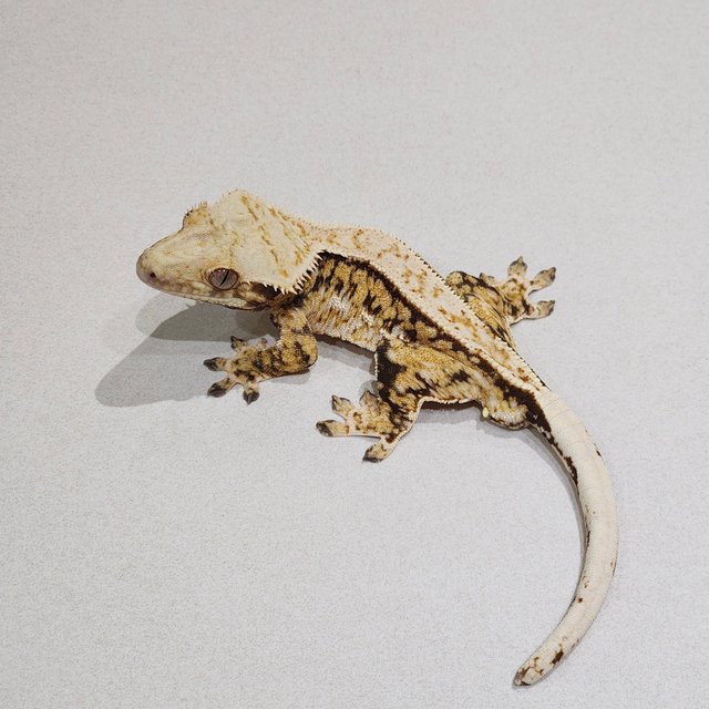 Zengex White Pin Tri Quad