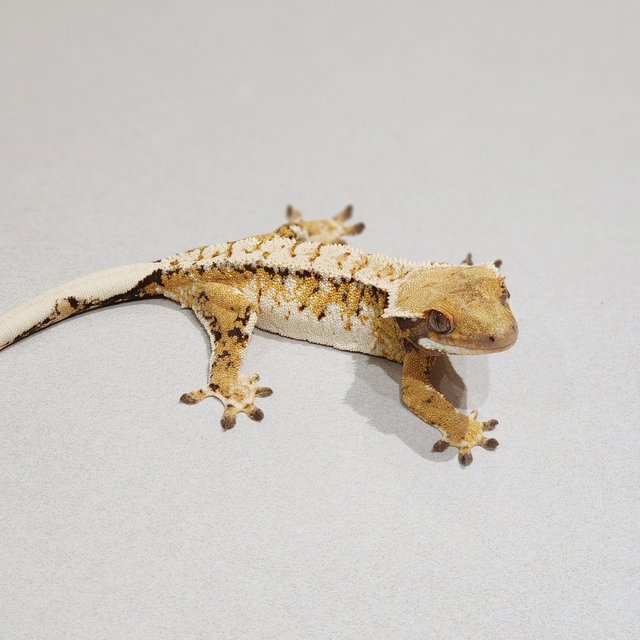 Extreme Harlequin White Pin White Spot Tri