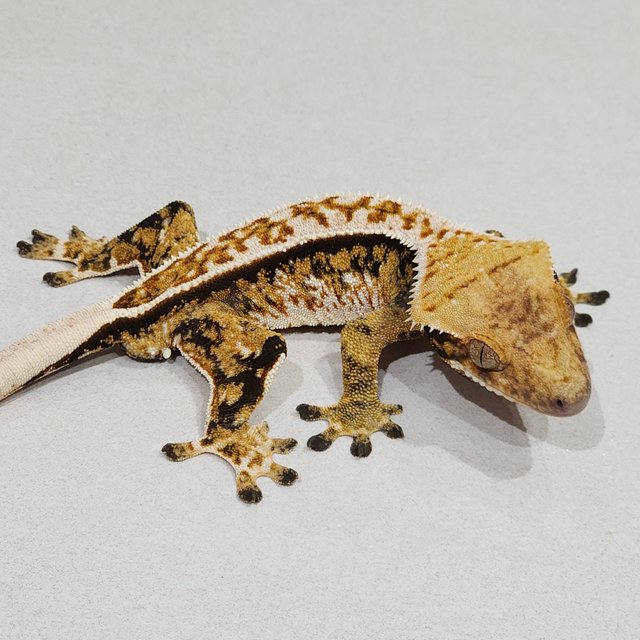 풀핀 트라이 익스트림할리퀸 화이트핀