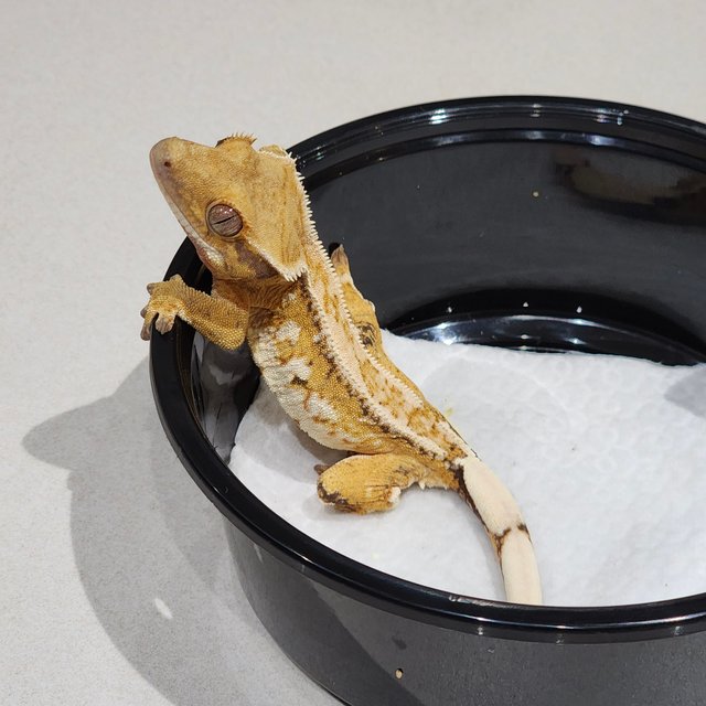 화이트크라운 드리피 트라이 익스트림할리퀸