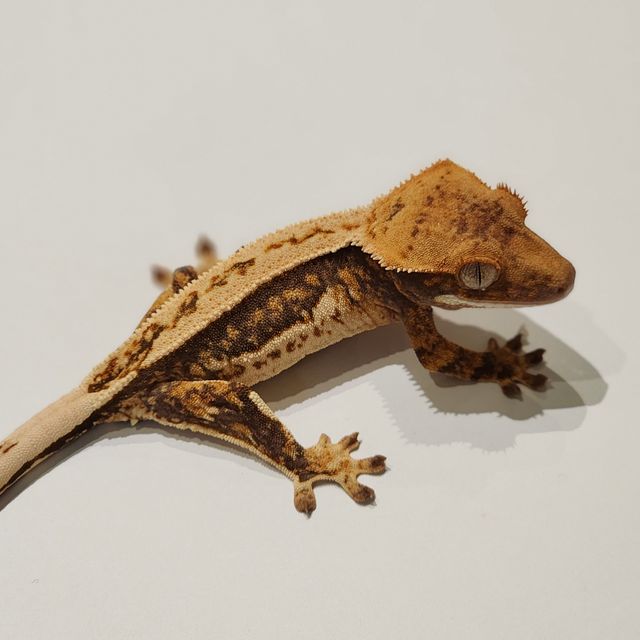 쿼드 풀핀