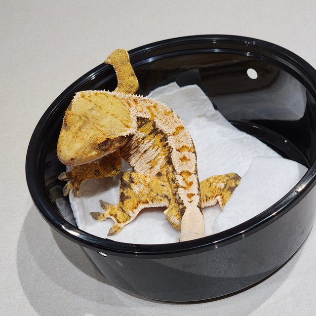 Tri White Spot White Crown Extreme Harlequin