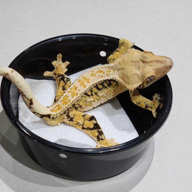 Full Pinstripe Tri Drippy White Spot