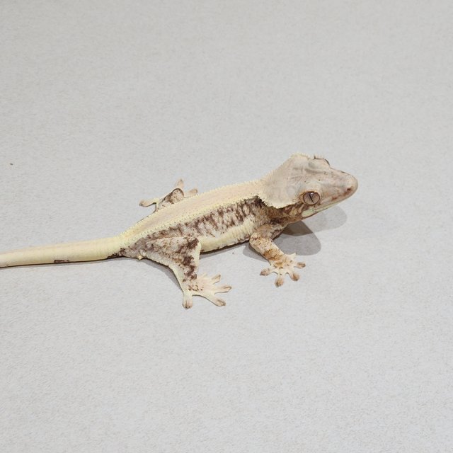 솔리드백 릴리화이트