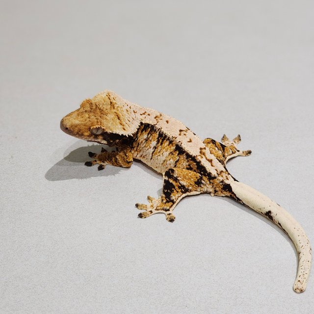 White Crown Drippy White Pin White Spot Tri Extreme Harlequin