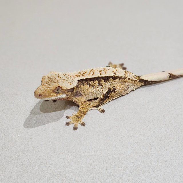 Tri Extreme Harlequin White Spot