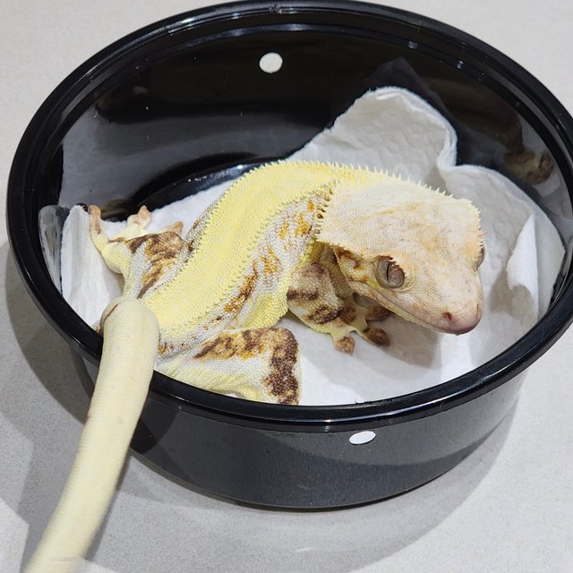 솔리드백 릴리화이트