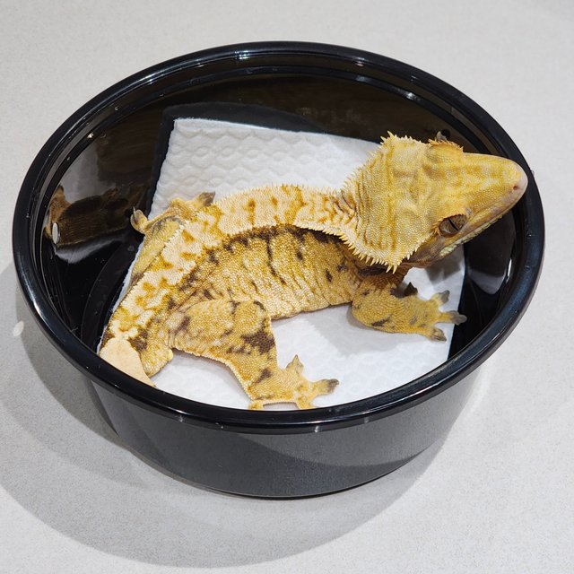 트라이 익스트림할리퀸 화이트스팟