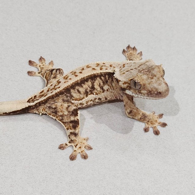 Full Pinstripe Drippy White Spot Zengex