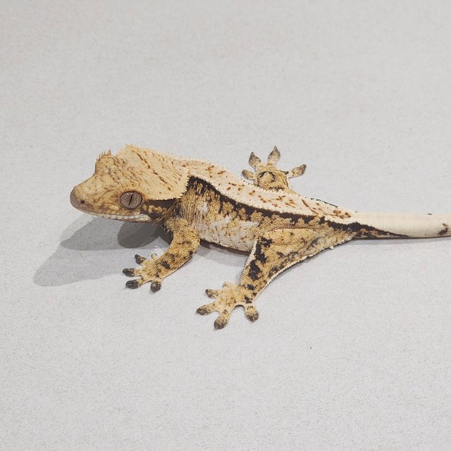 Extreme Harlequin Tri White Spot