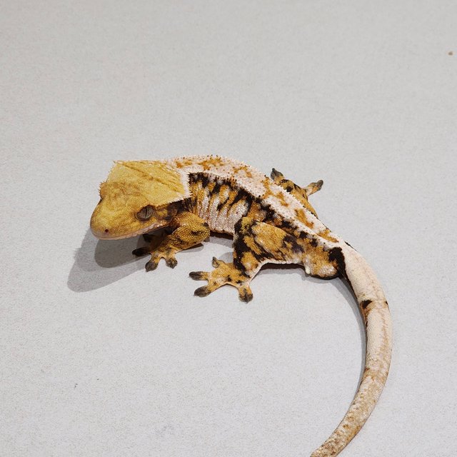 Extreme Harlequin White Spot Drippy White Pin