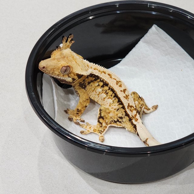 드리피 트라이 익스트림할리퀸