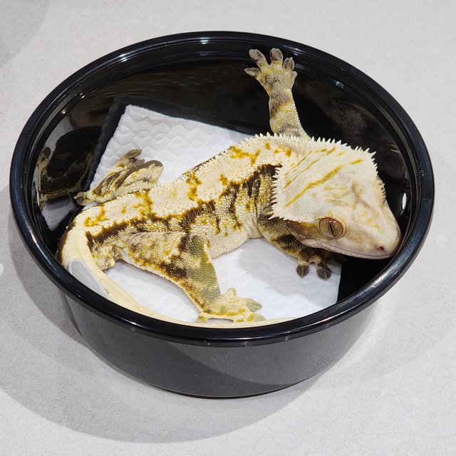 트라이 익스트림할리퀸 화이트크라운