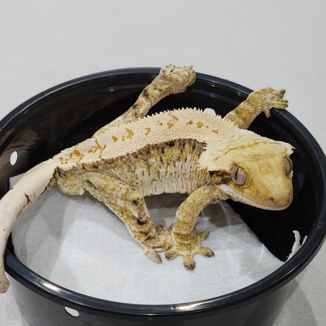 Tri White Crown White Pin Extreme Harlequin White Spot Drippy