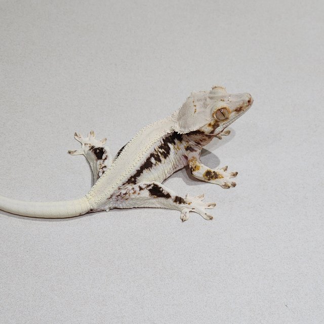 Solid Back Lilly White