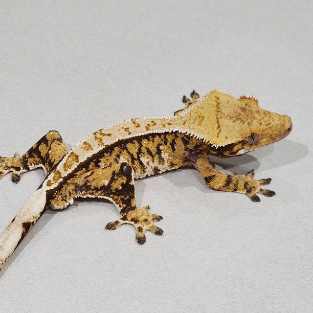 트라이 익스트림할리퀸