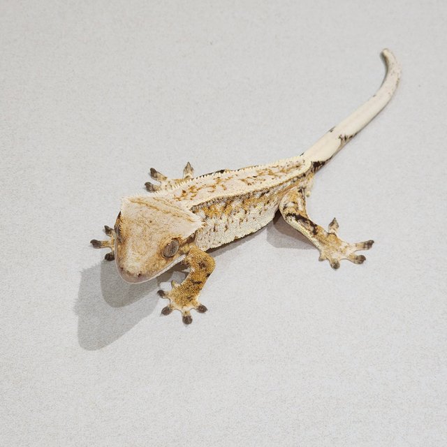 Full Pinstripe White Crown Drippy Extreme Harlequin Tri White Spot