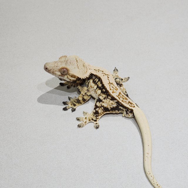 Drippy Quad Full Pinstripe