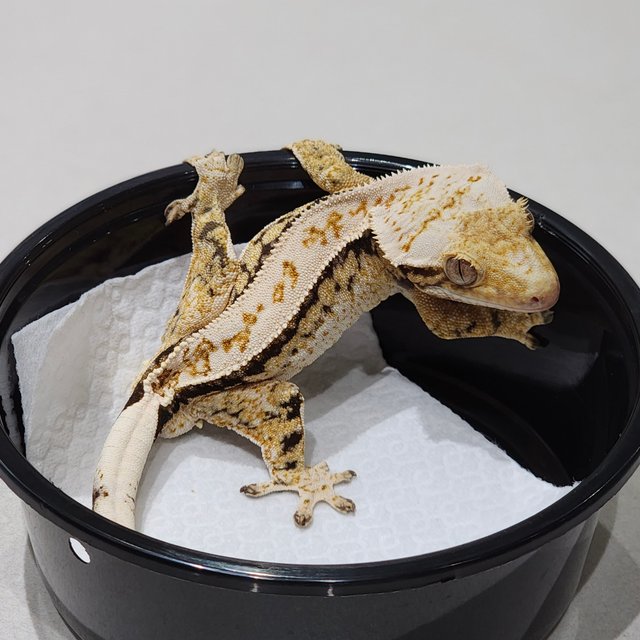 Drippy Tri Extreme Harlequin