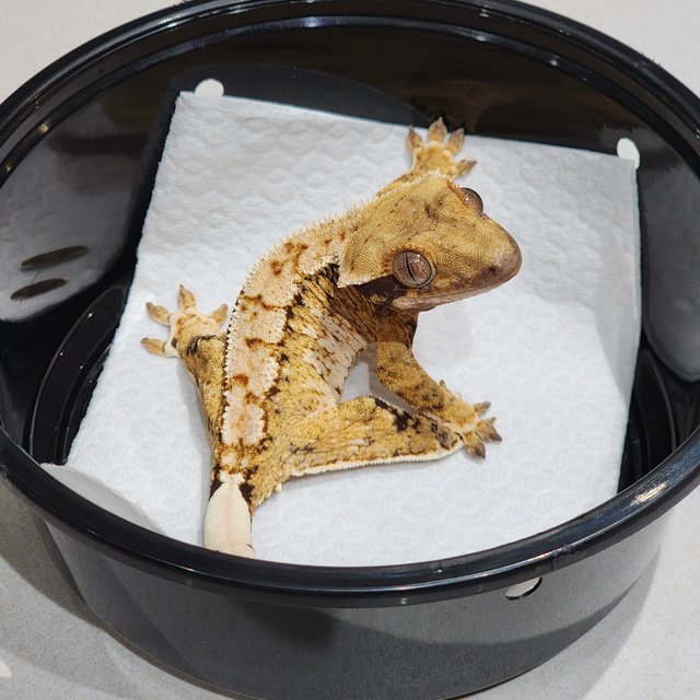 White Crown Drippy White Spot