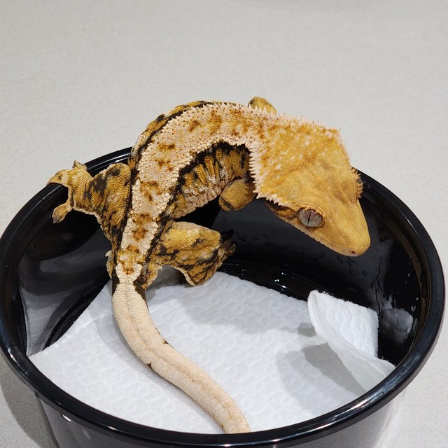 White Crown Tri Extreme Harlequin