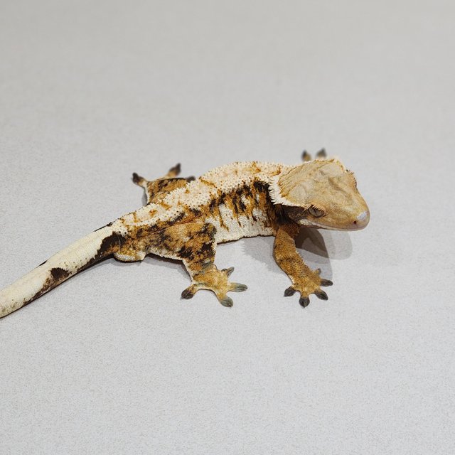 White Pin White Spot Tri Extreme Harlequin