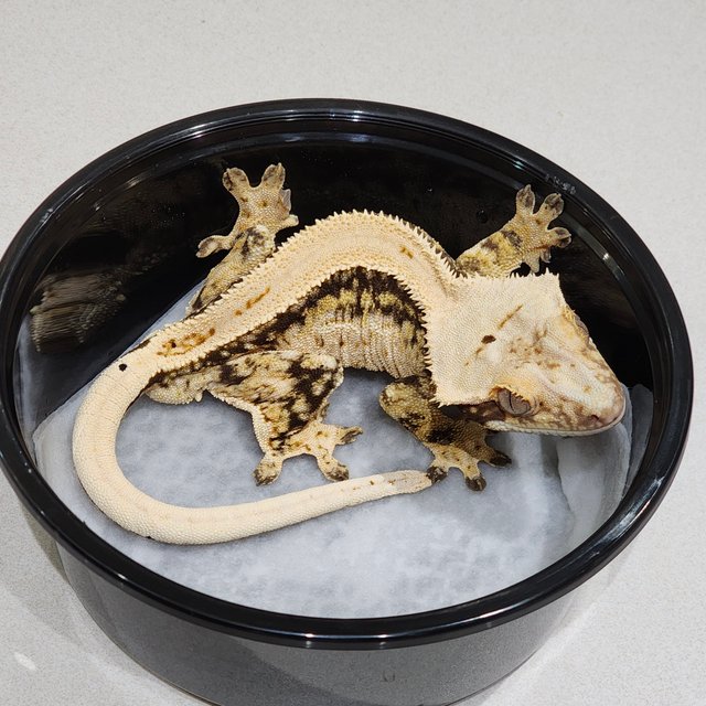 Full Pinstripe Drippy Quad Solid Back