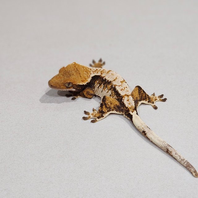 화이트핀 화이트스팟 트라이 익스트림할리퀸