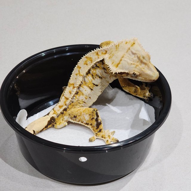 White Spot White Crown Extreme Harlequin Tri White Pin