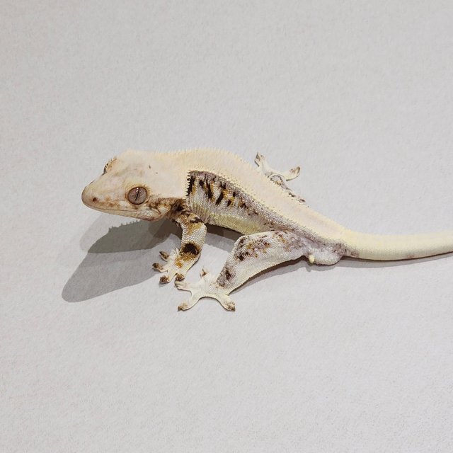 Solid Back Lilly White