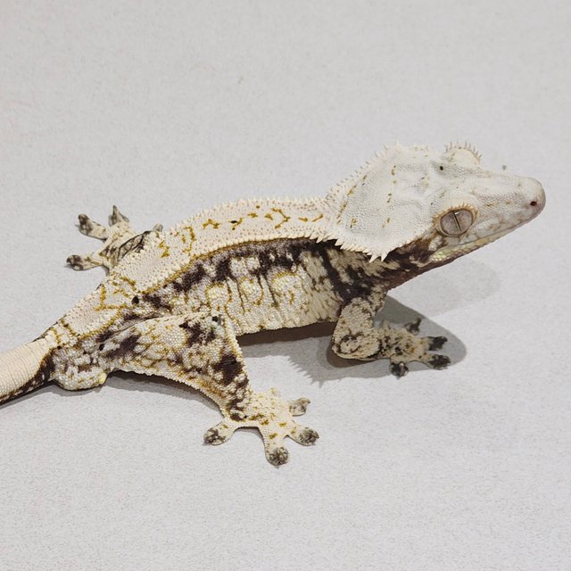 드리피 화이트스팟