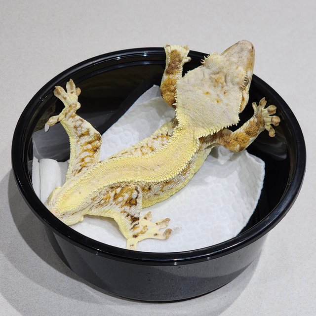 트라이 릴리화이트