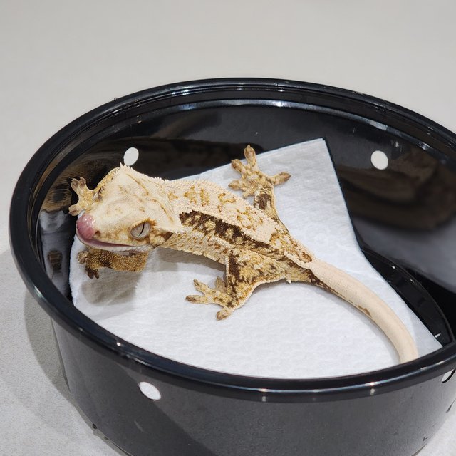 Drippy Quad White Spot