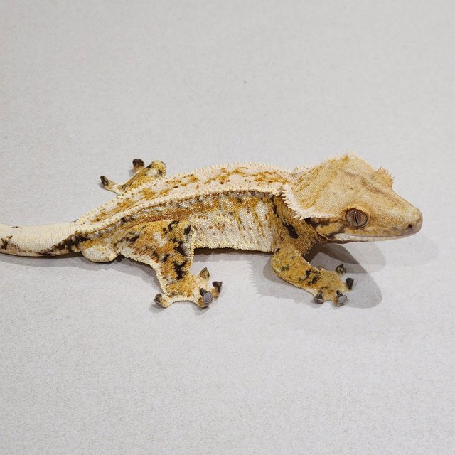 Full Pinstripe Drippy Extreme Harlequin White Spot Tri White Crown