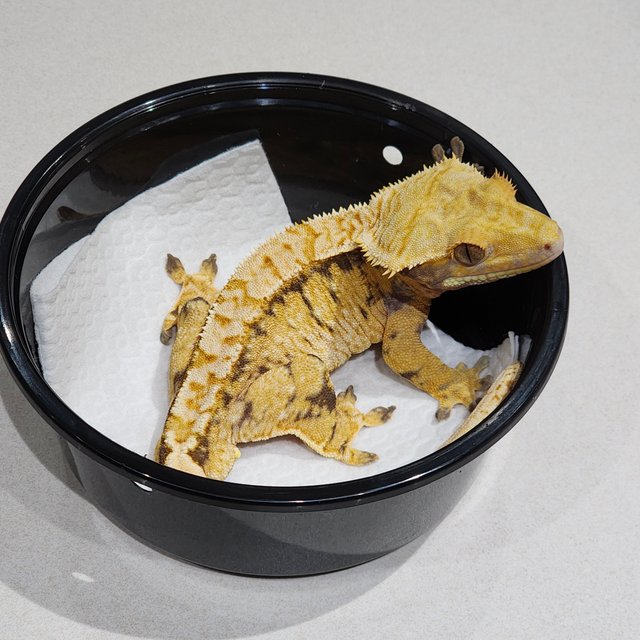 트라이 익스트림할리퀸 화이트스팟